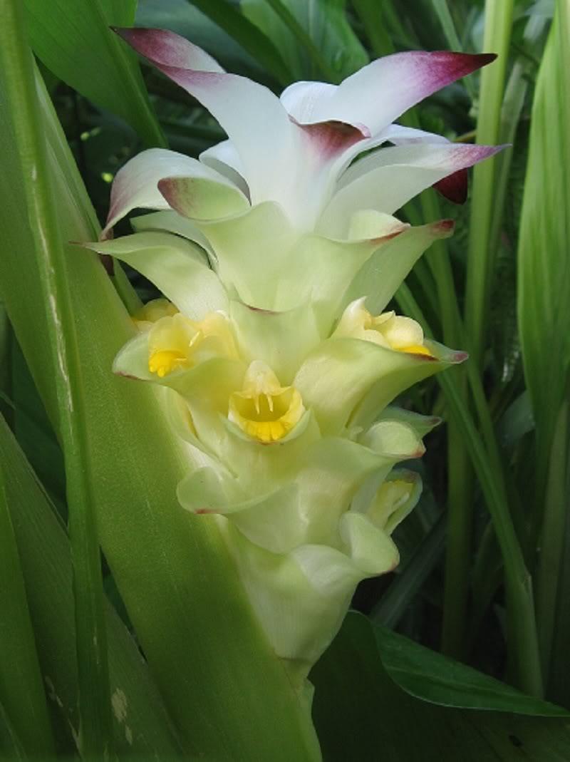Olena Flower