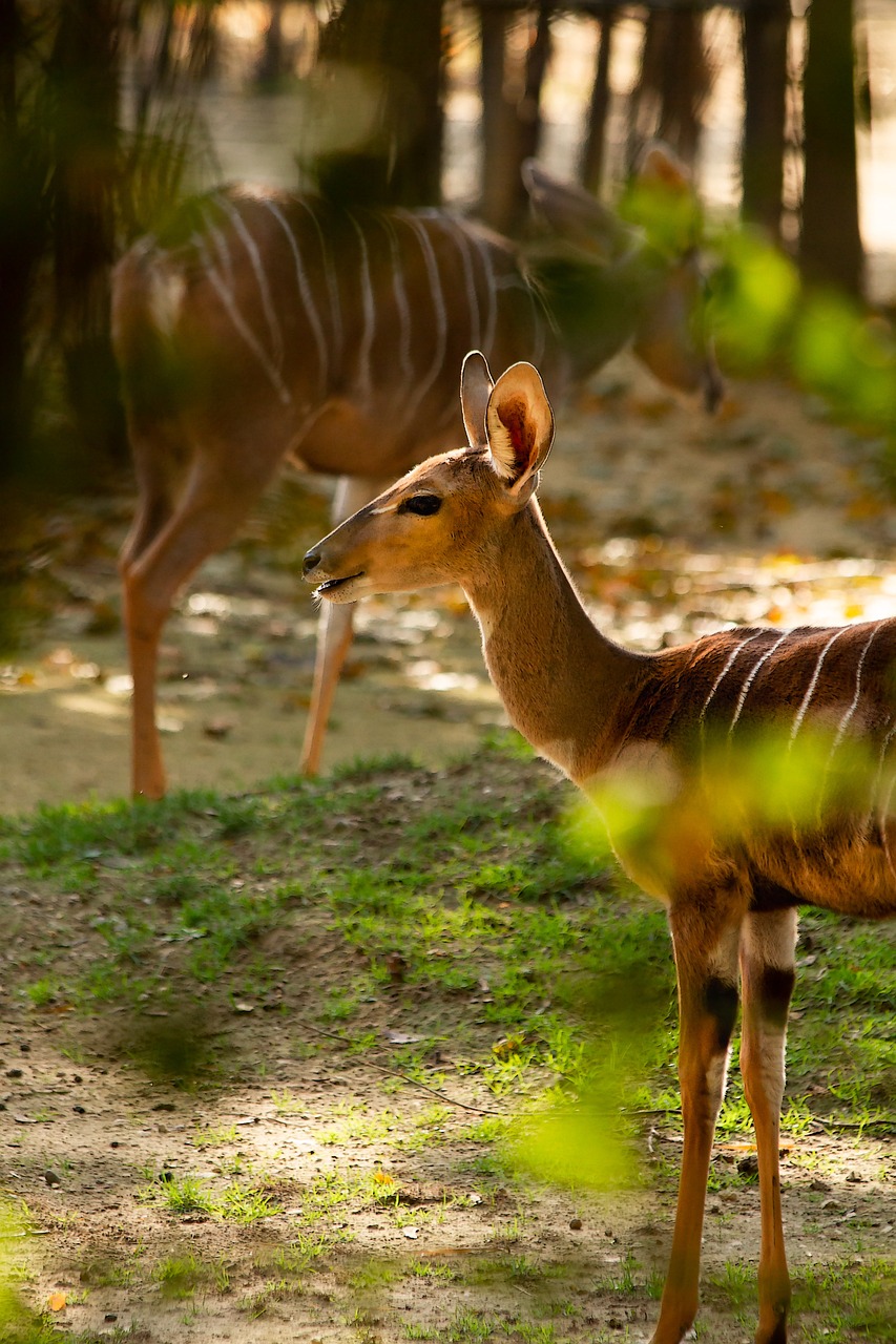 Rusa