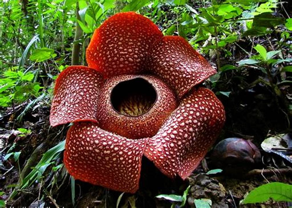 Raflesia Arnoldi