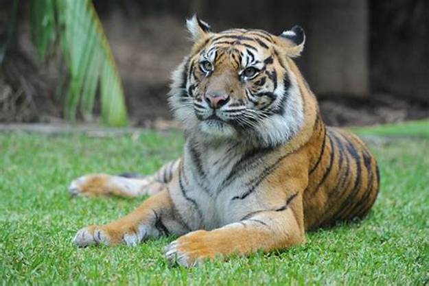 Harimau Sumatera